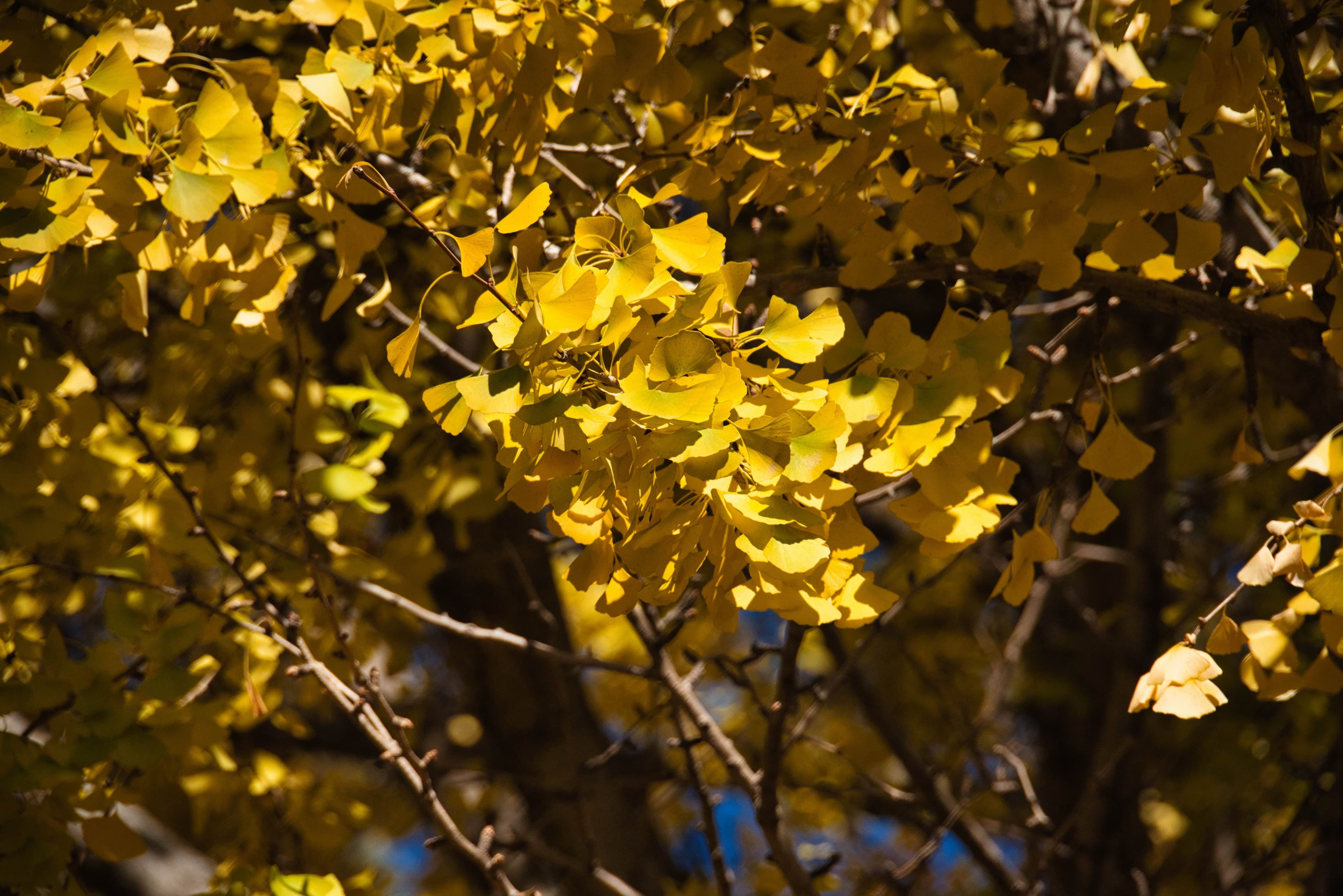 Rockchip平台调试命令参考手册