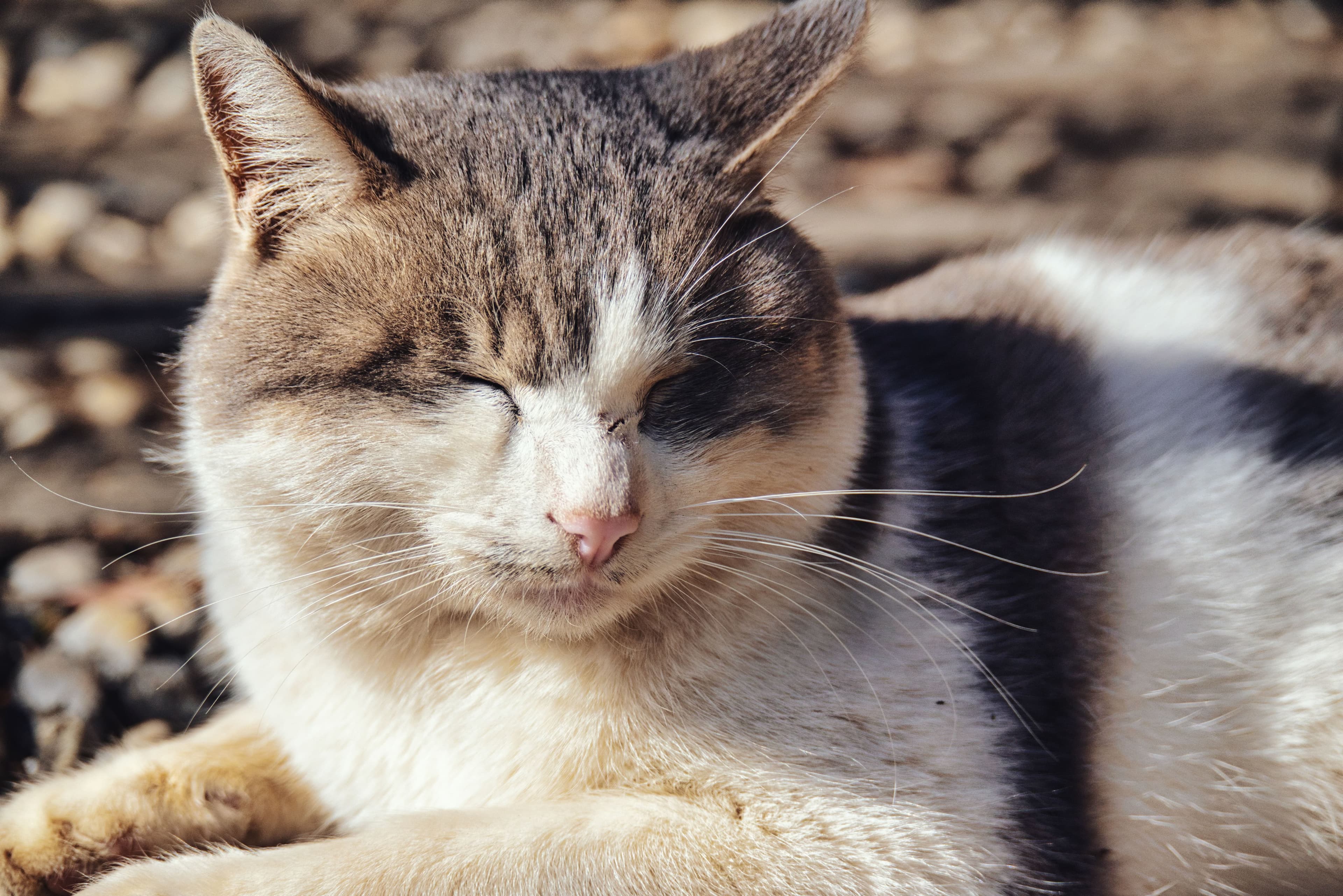 Git 常用命令速查手册